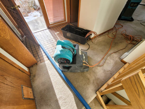Best Mold removal after water damage  in Sealy, TX